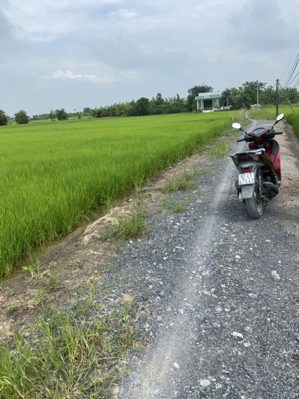 Đất lúa 1335m2 xã Phước Đông mt đường đá xanh 3m giá hết sổ 800tr bao đầu tư