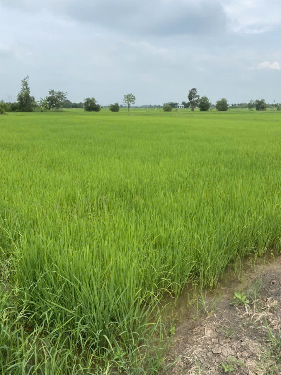 Đất lúa 1335m2 xã Phước Đông mt đường đá xanh 3m giá hết sổ 800tr bao đầu tư