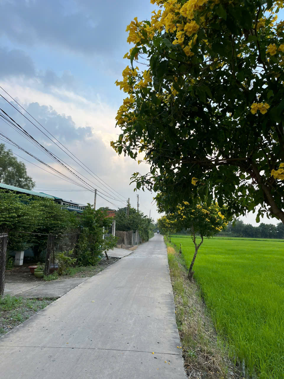 Đất nền thổ cư cần bán gấp 122m2 xã Tân Lân mt xe hơi bán lỗ 650tr/nền Đất nền thổ cư cần bán gấp 122m2 xã Tân Lân mt xe hơi bán lỗ 650tr/nền