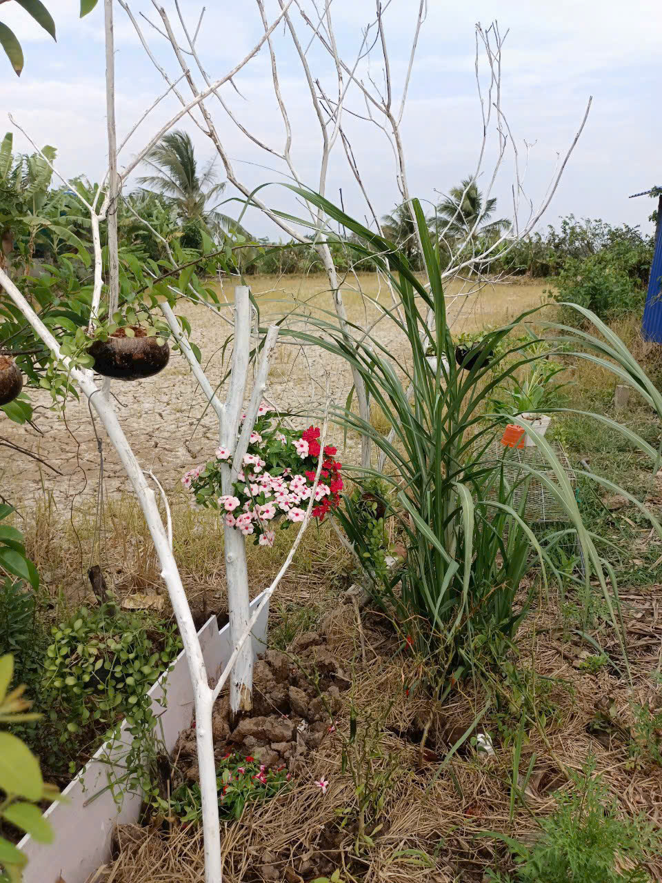 Đất thổ giá rẻ công nhân 100m2(4,5*22) xã Tân Lân cần bán gấp chỉ 320tr