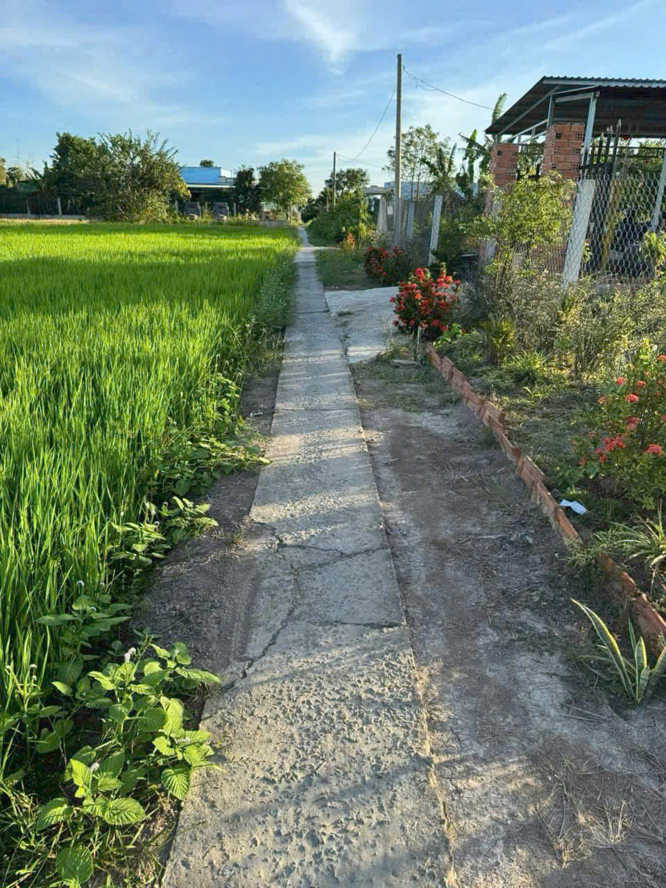 Đất thổ giá rẻ công nhân 104m2 xã Tân Lân giá 380tr/nền Đất thổ giá rẻ công nhân 104m2 xã Tân Lân giá 380tr/nền