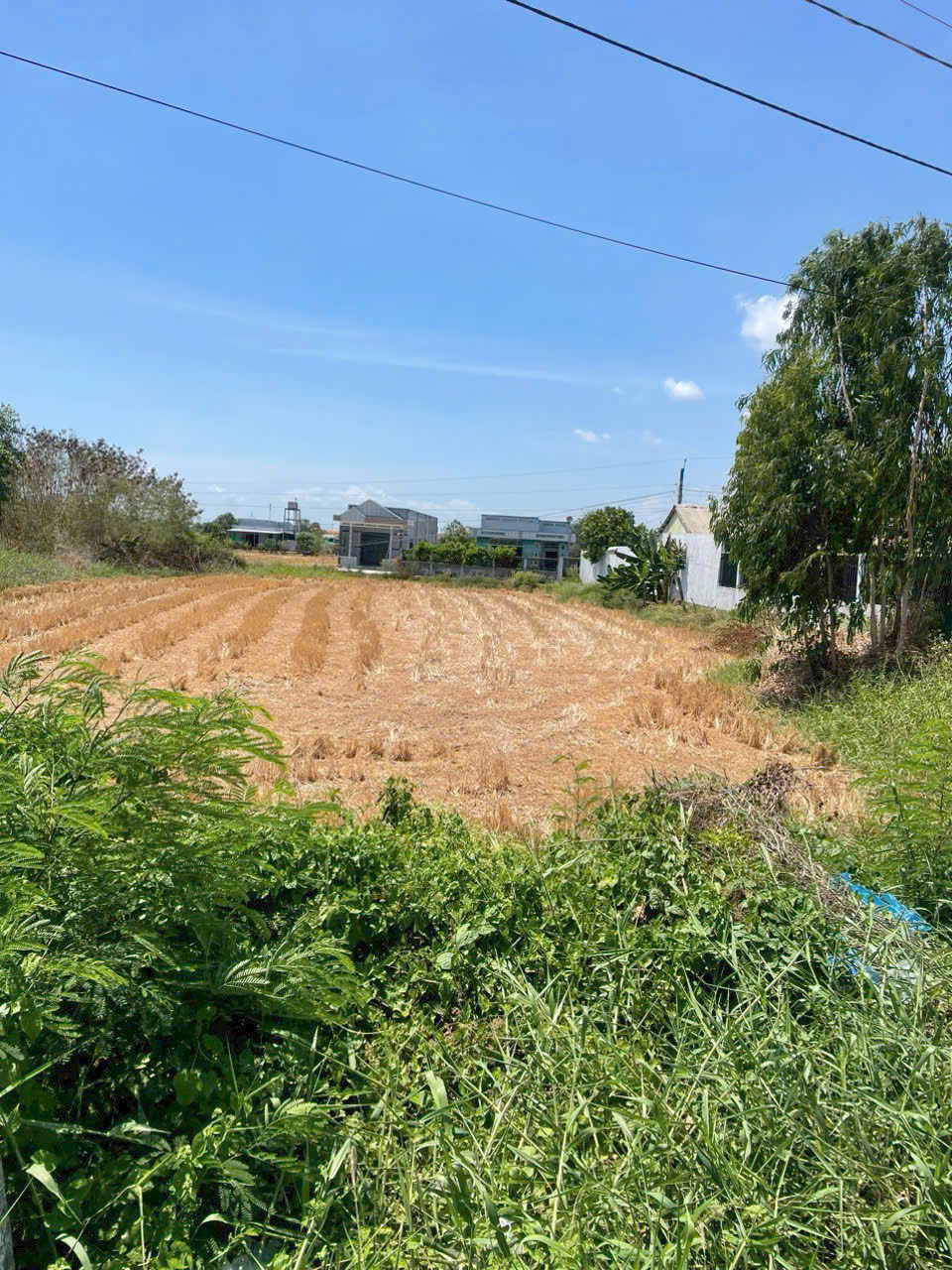 Đất vườn mt đường Quốc Lộ 50 xã Phước Đông 280m2(5*56) kẹt bán xả gấp 1 tỏi 650tr