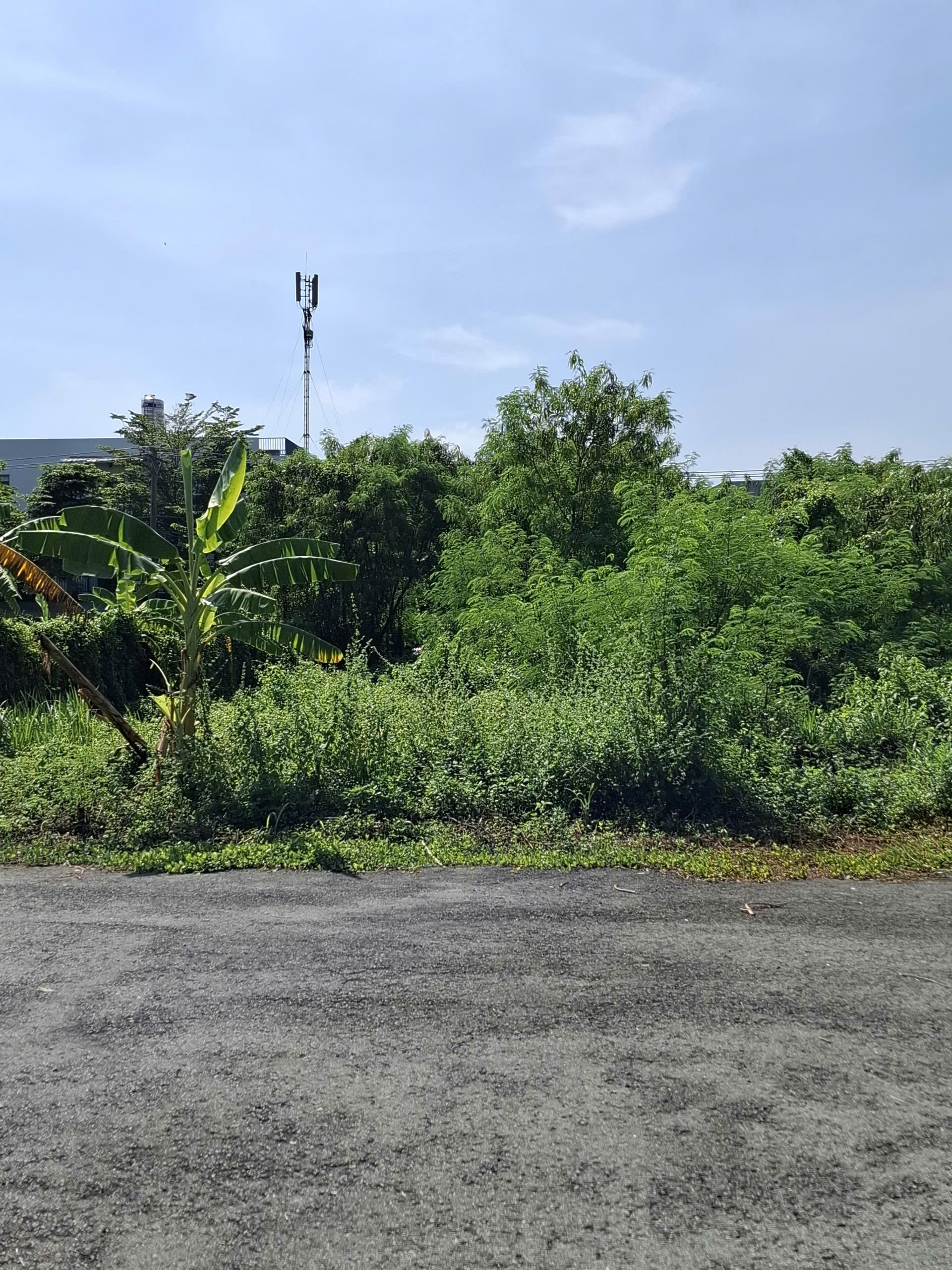 Bán đất đường D4 phường Phú Hữu quận 9 cũ giá 30 tỷ