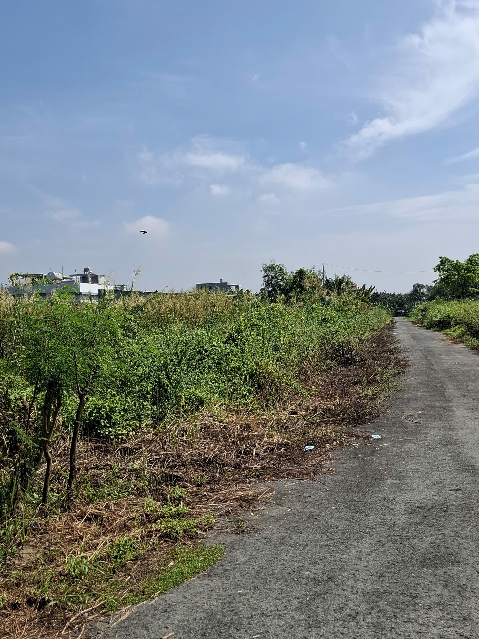 Bán đất đường D4 phường Phú Hữu quận 9 cũ giá 30 tỷ