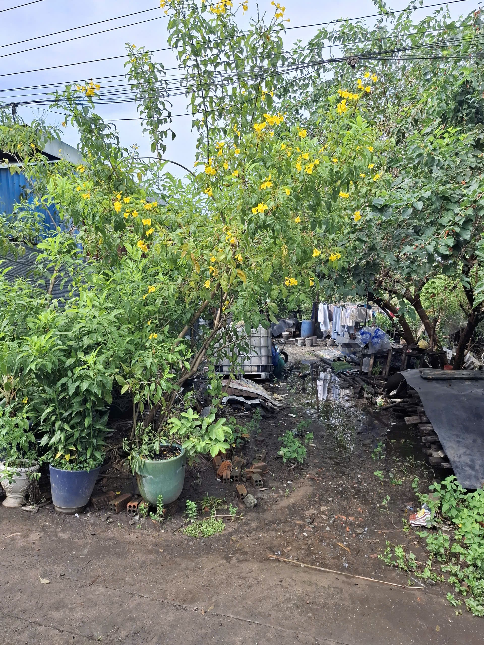 Bán đất hẻm ô tô đường 4 Trường Thọ Thủ Đức giá 6,85 tỷ Bán đất hẻm ô tô đường 4 Trường Thọ Thủ Đức giá 6,85 tỷ