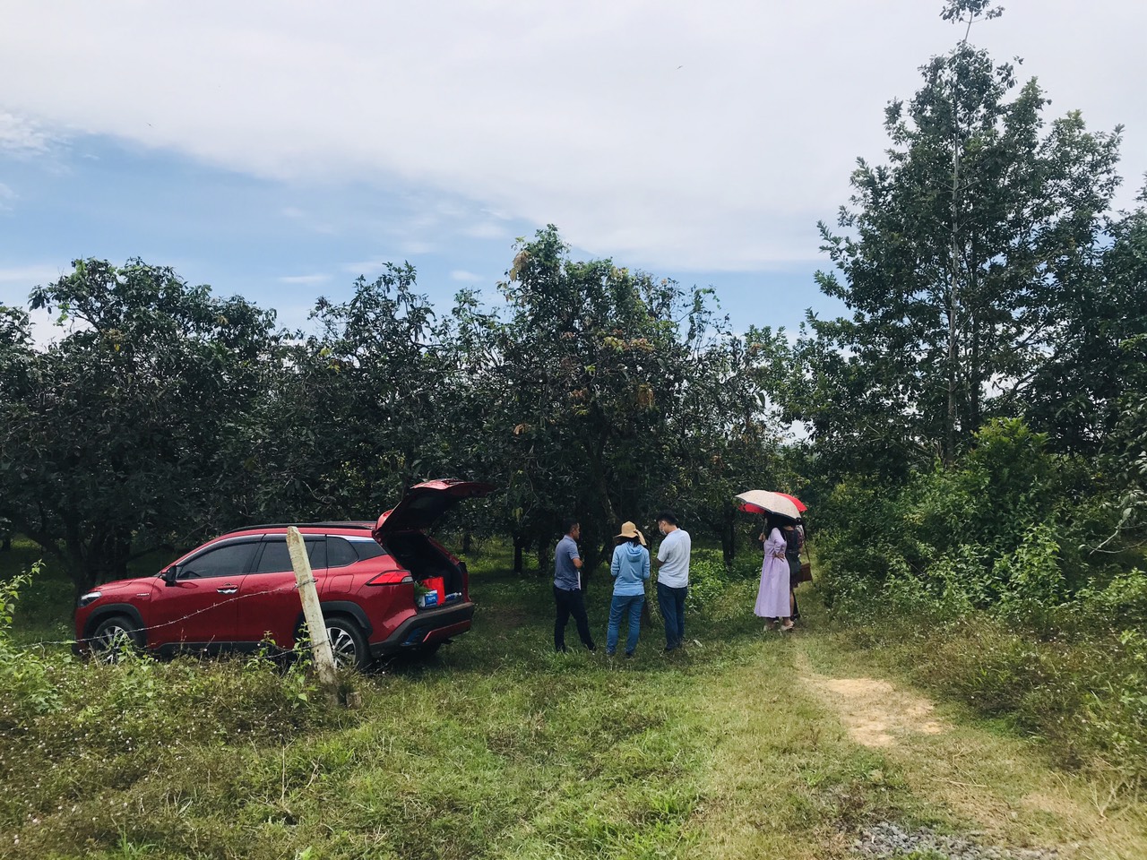 Bán 1 ha đất (trồng đu đủ, bắp, sầu riêng, rau đều tốt) chỉ 450 triệu/sào có thương lượng