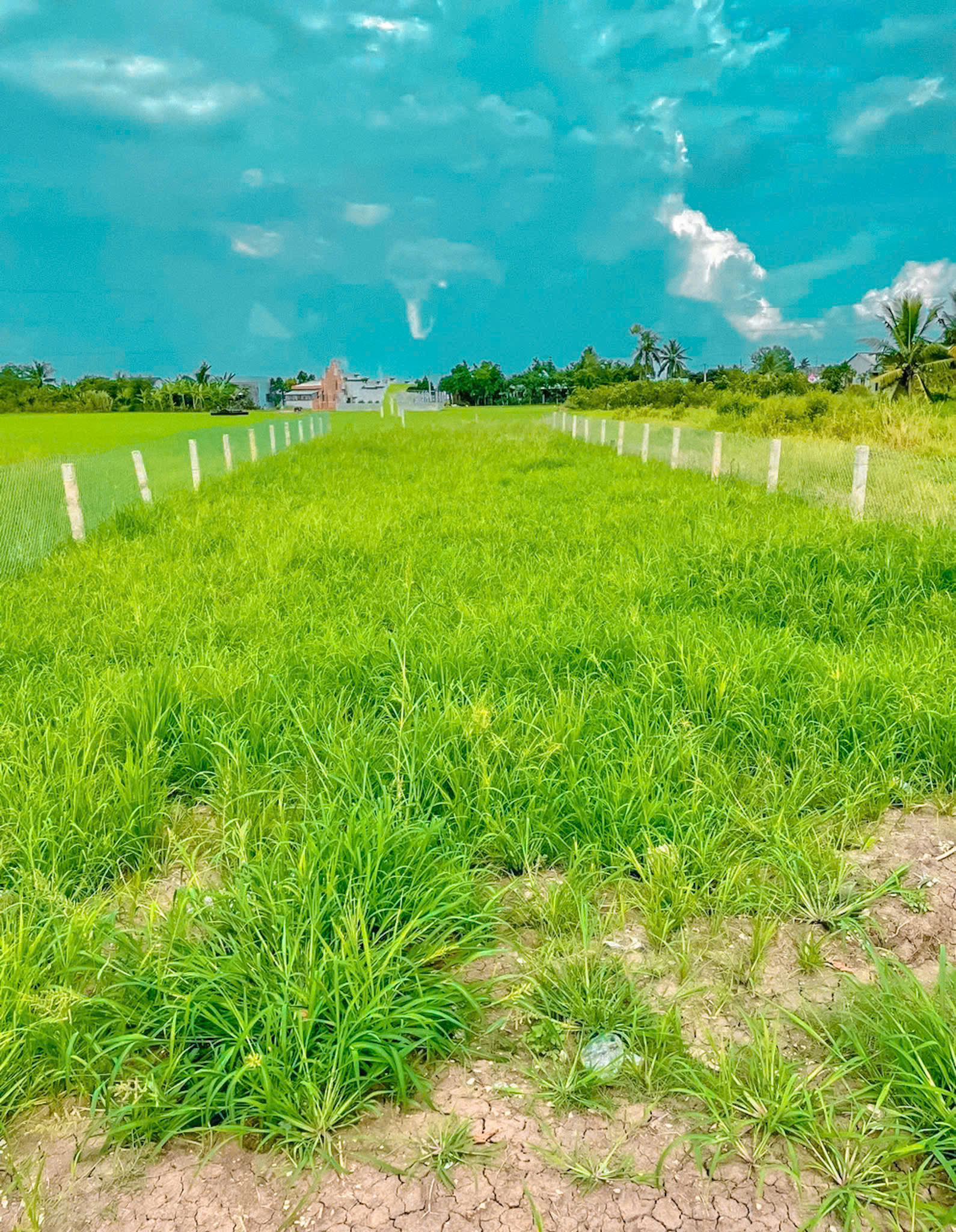 cần bán miếng đất thổ cư mặt tiền TL 833C , ấp 5 Quê Mỹ Thạnh, Huyện Tân Trụ, Long An cần bán miếng đất thổ cư mặt tiền TL 833C , ấp 5 Quê Mỹ Thạnh, Huyện Tân Trụ, Long An