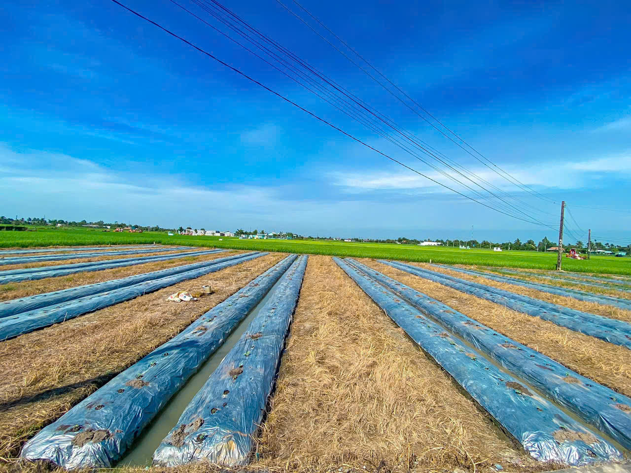 5x28 thổ cư mặt tiên đường bùi văn gà ấp 3 xã quê mỹ thạnh tân trụ 5x28 thổ cư mặt tiên đường bùi văn gà ấp 3 xã quê mỹ thạnh tân trụ