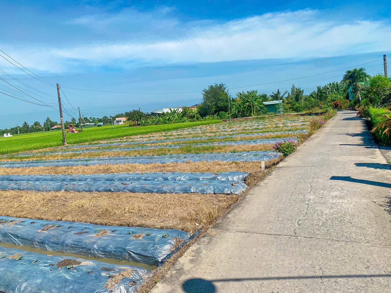 5x28 thổ cư mặt tiên đường bùi văn gà ấp 3 xã quê mỹ thạnh tân trụ 5x28 thổ cư mặt tiên đường bùi văn gà ấp 3 xã quê mỹ thạnh tân trụ