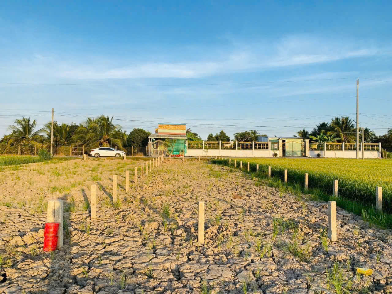 Bán ĐẤT THỔ CƯ ĐƯỜNG NHỰA NGUYỄN THỊ LẦU. CÁCH TỈNH LỘ 833B THẲNG 500M! Bán ĐẤT THỔ CƯ ĐƯỜNG NHỰA NGUYỄN THỊ LẦU. CÁCH TỈNH LỘ 833B THẲNG 500M!