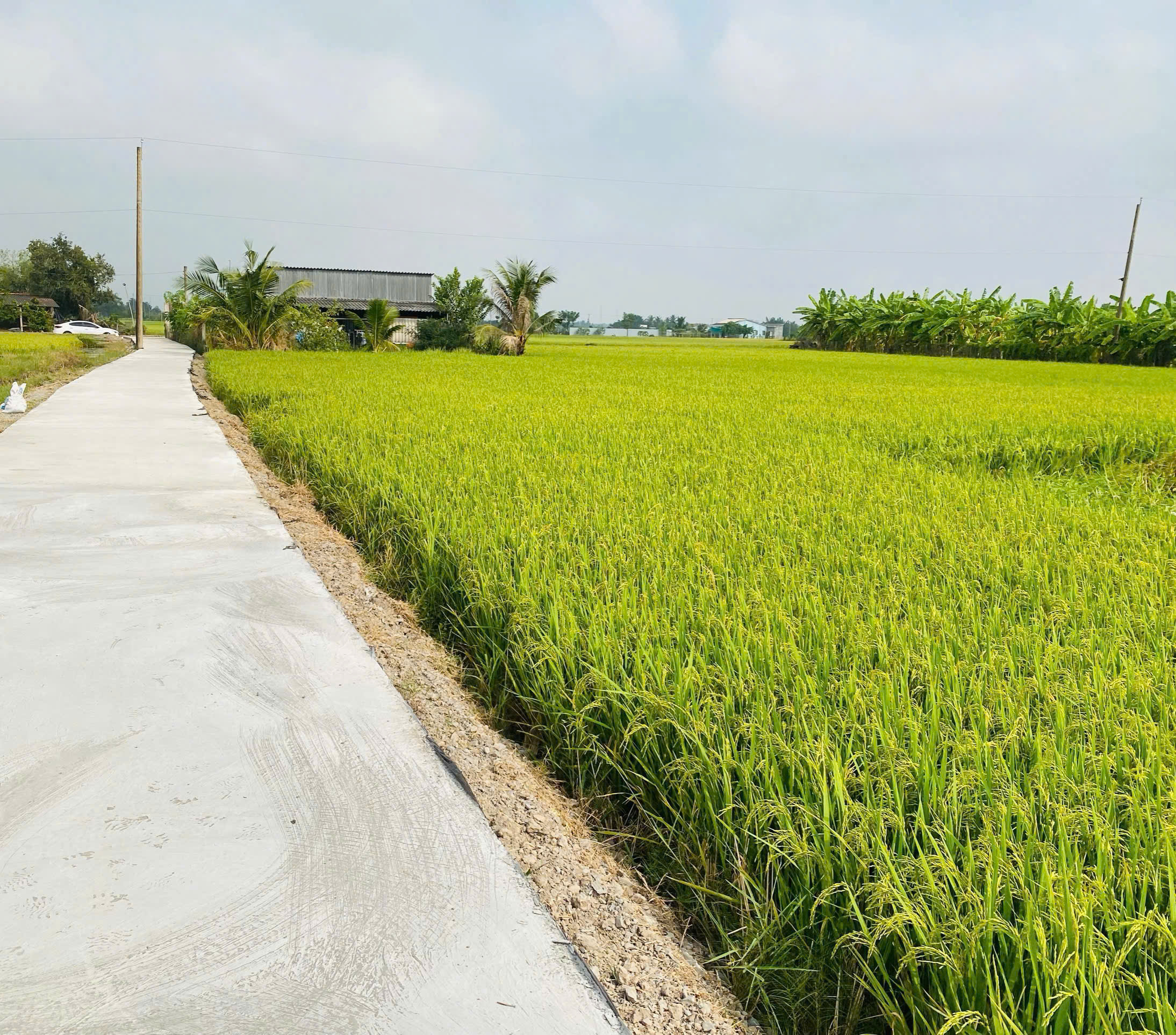 Bán nền cách Nhựa Nguyễn Văn Vịnh 100m 5x25 giá 390tr Bình Trinh Đông Tân Trụ Long An