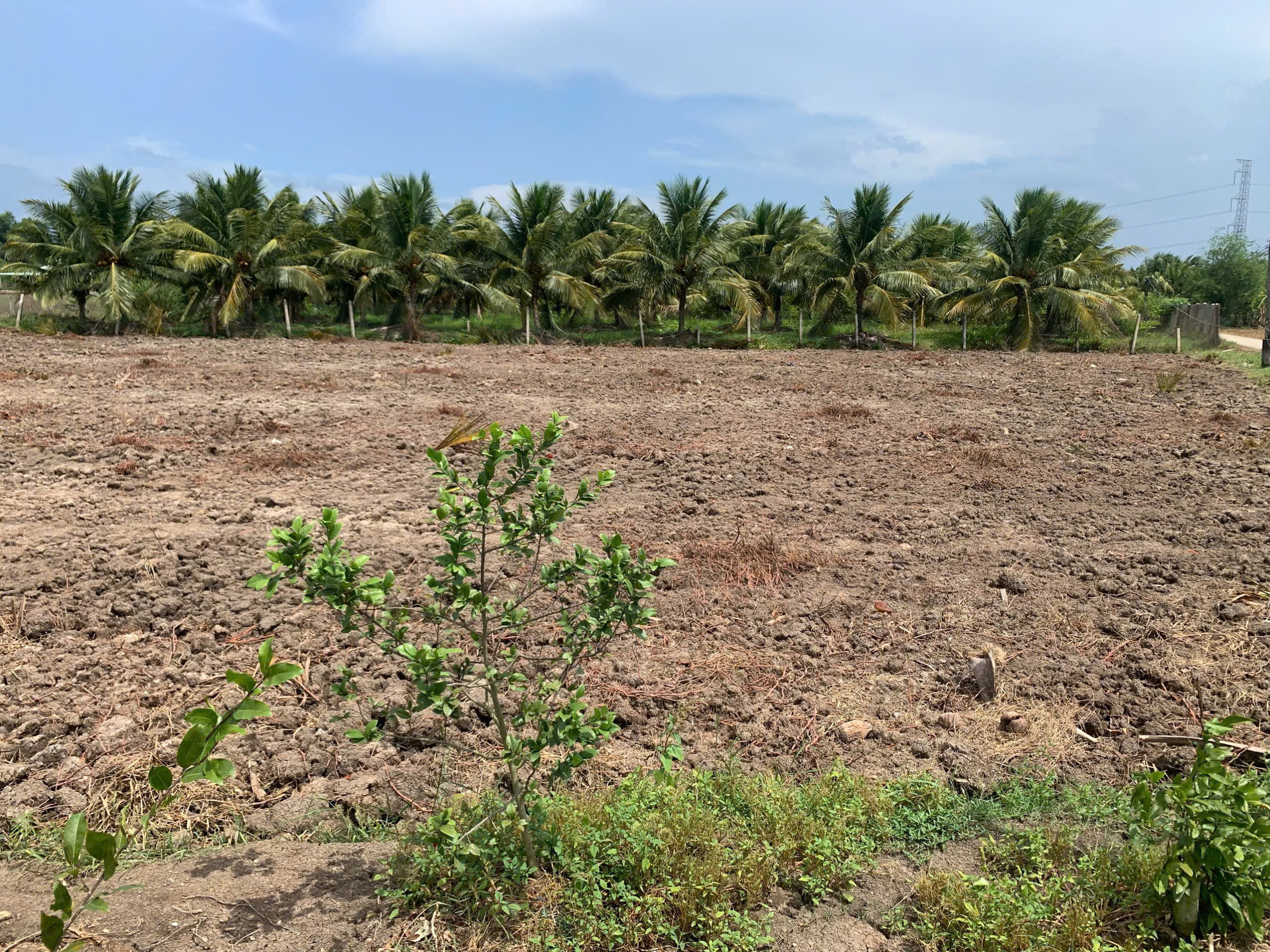 Bán đất thổ cư MT nguyễn văn thọ 4m 5x32 giá 650tr Lạc Tấn Tân Trụ Long An Bán đất thổ cư MT nguyễn văn thọ 4m 5x32 giá 650tr Lạc Tấn Tân Trụ Long An