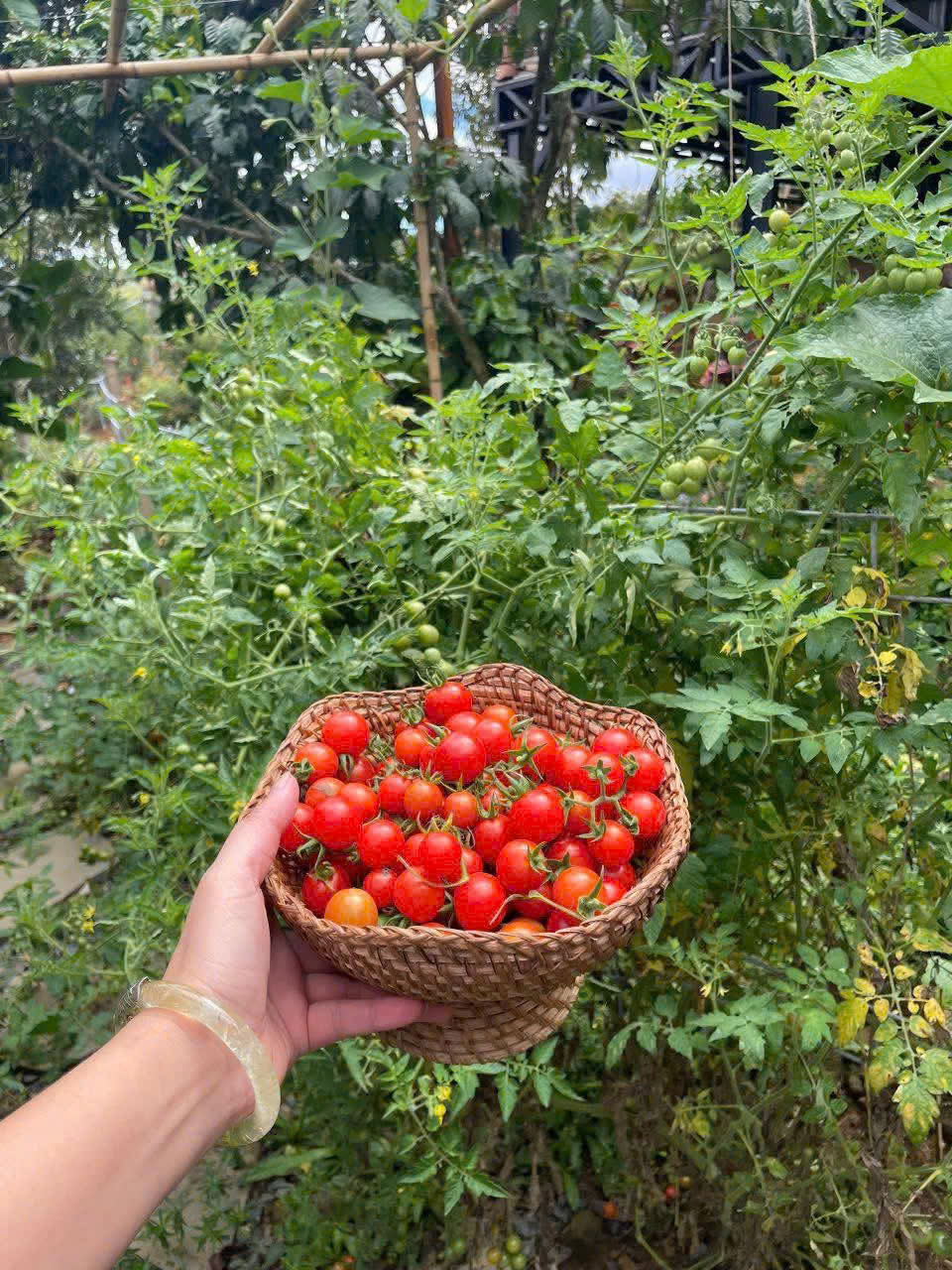 Duy nhất 2 lô đất diện tích 1045-1337m2 bám suối, mặt tiền rộng nằm giữa cộng đồng nhà gỗ Aman Blao