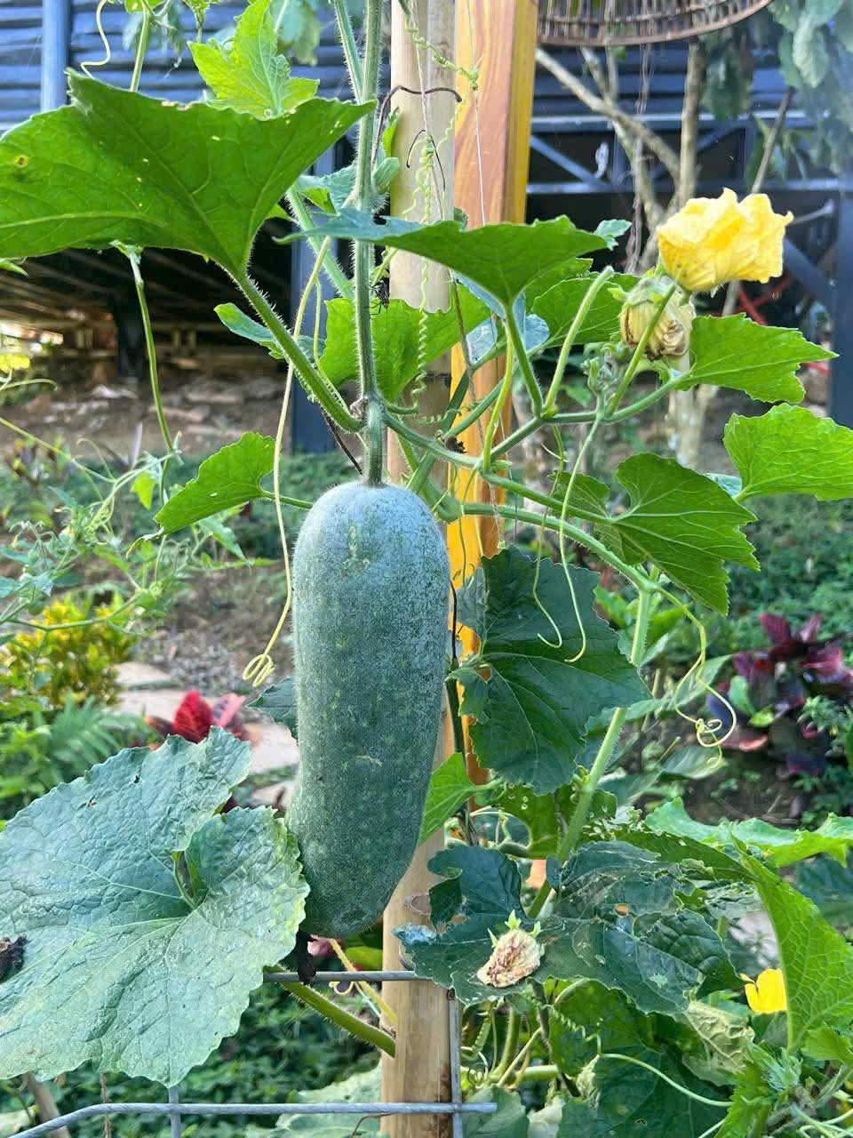 Duy nhất 2 lô đất diện tích 1045-1337m2 bám suối, mặt tiền rộng nằm giữa cộng đồng nhà gỗ Aman Blao