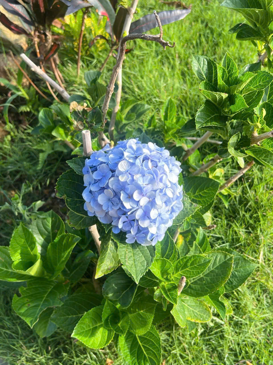 Chỉ 1 lô duy nhất: 1117m² đất nghỉ dưỡng – có suối, ngang khủng 50m, khí hậu mát quanh năm