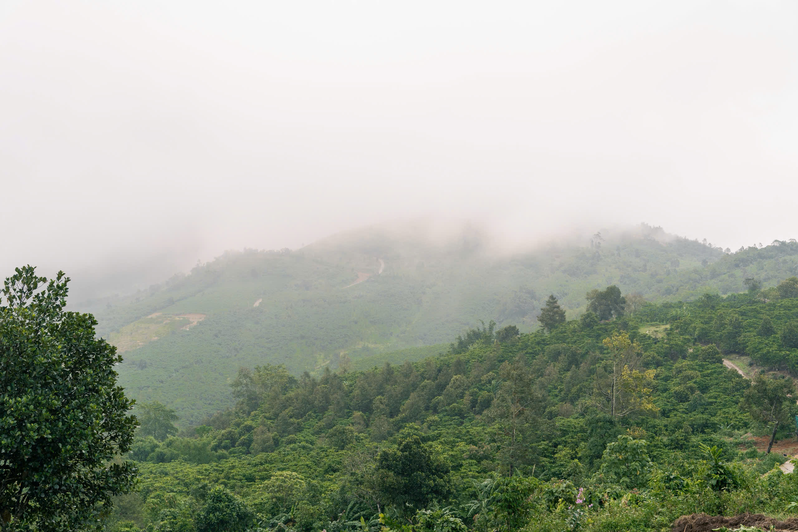Làng Oa - Bảo Lộc, ngôi Làng nhà gỗ giữa thiên nhiên nguyên bản, cộng đồng tử tế hiện hữu, SHR