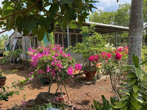 Chủ gửi bán gấp mảnh đất vườn nhà tâm huyết diện tích hơn 1000m2 có sẵn 100 thổ cư ,SHR