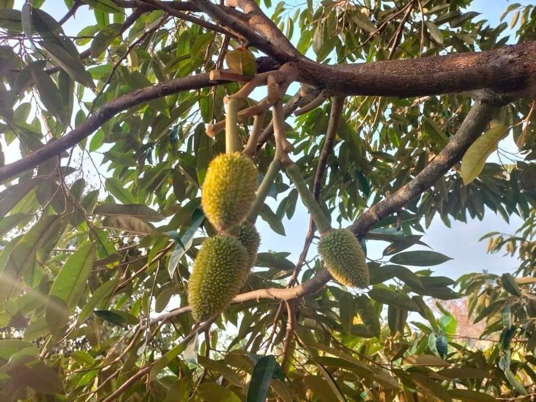 BÁN 3 SÀO (3000M2) ĐẤT TRUNG TÂM XÃ LONG TÂN GIÁ 9TỶ, CƠ HỘI ĐẦU TƯ SINH LỜI CAO