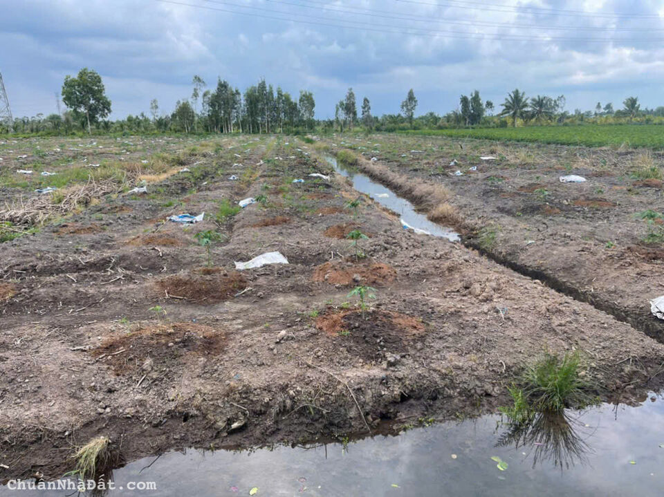 4ha đất vườn xã Thạnh Hòa,Bến Lức,Long An giá 15 tỷ