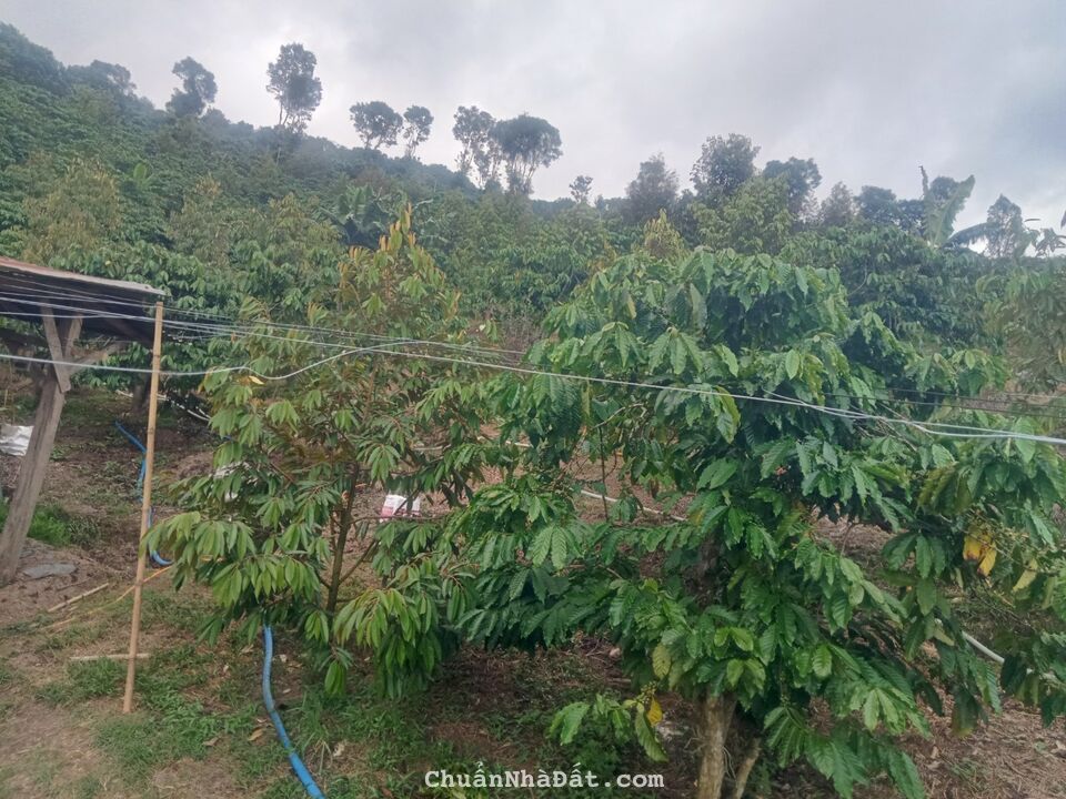 8764m2 đất vườn sầu riêng thôn 6, xã Lộc Nam, huyện Bảo Lâm, Lâm Đồng giá 4ty400 8764m2 đất vườn sầu riêng thôn 6, xã Lộc Nam, huyện Bảo Lâm, Lâm Đồng giá 4ty400