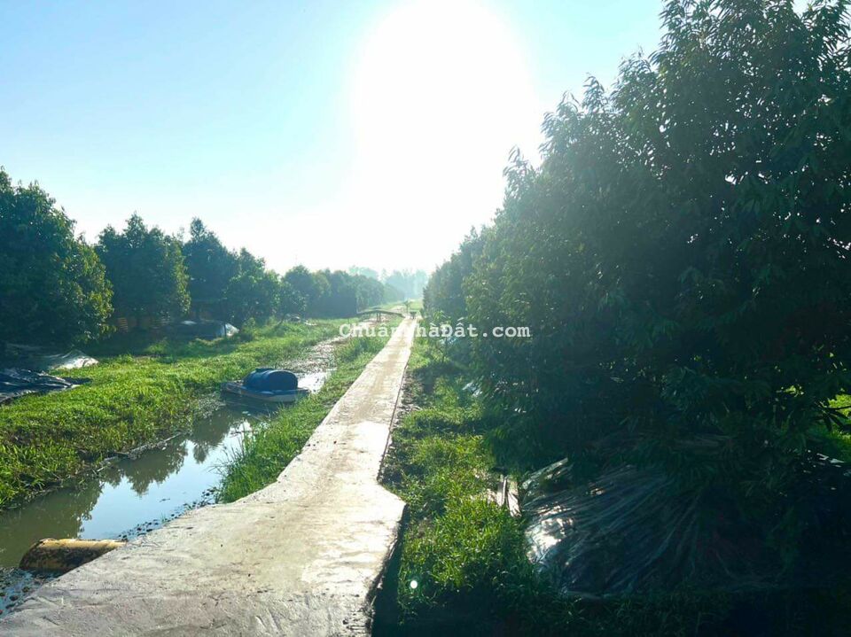 12000m2 đất vườn sầu riêng musang king ở Vị Thanh, hậu Giang thích hợp nghỉ dưỡng giá 12,5 tỷ