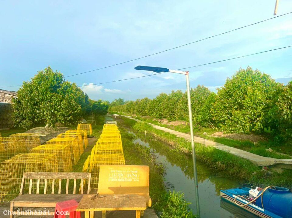 12000m2 đất vườn sầu riêng musang king ở Vị Thanh, hậu Giang thích hợp nghỉ dưỡng giá 12,5 tỷ