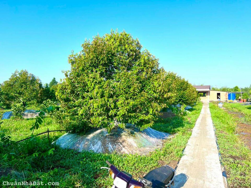 12000m2 đất vườn sầu riêng musang king ở Vị Thanh, hậu Giang thích hợp nghỉ dưỡng giá 12,5 tỷ