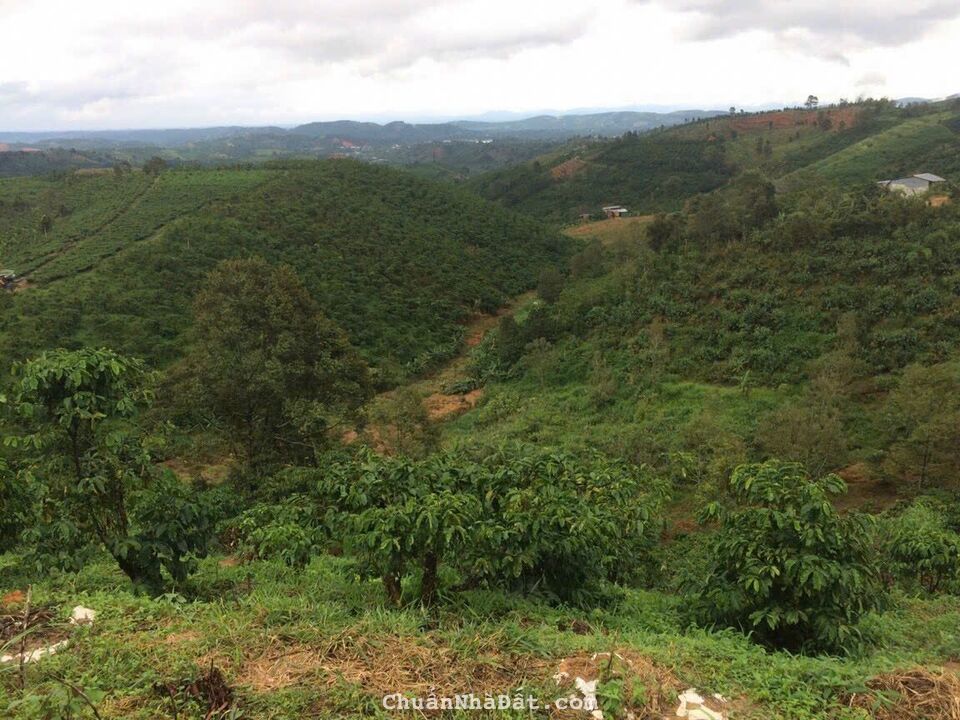 Đất vườn thôn 10 xã Lộc Nam,huyện Bảo Lâm,Lâm Đồng dt 6000m2 giá 1 tỷ 250 triệu