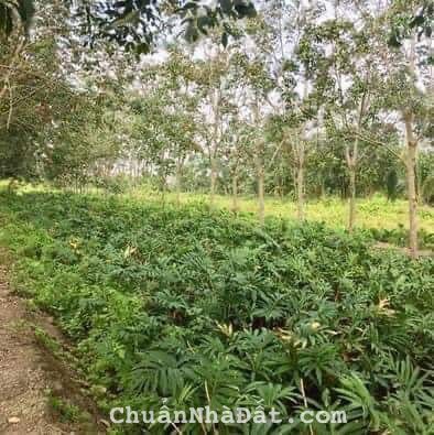 25623m2 đất tròng cây lâu năm xã Phú Hòa Đông, Củ Chi giá 42 tỷ 25623m2 đất tròng cây lâu năm xã Phú Hòa Đông, Củ Chi giá 42 tỷ