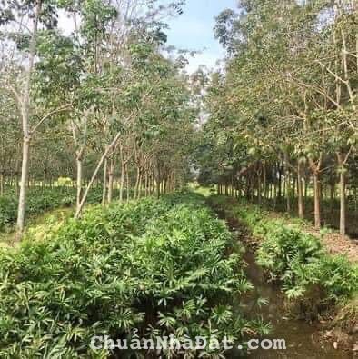 0,5 hecta đất trồng cây lâu năm xã Phú Hòa Đông,Củ Chi giá 8,5 tỷ