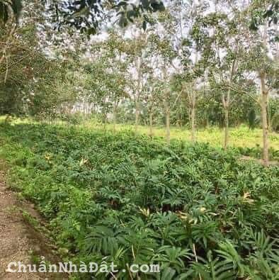 0,5 hecta đất trồng cây lâu năm xã Phú Hòa Đông,Củ Chi giá 8,5 tỷ