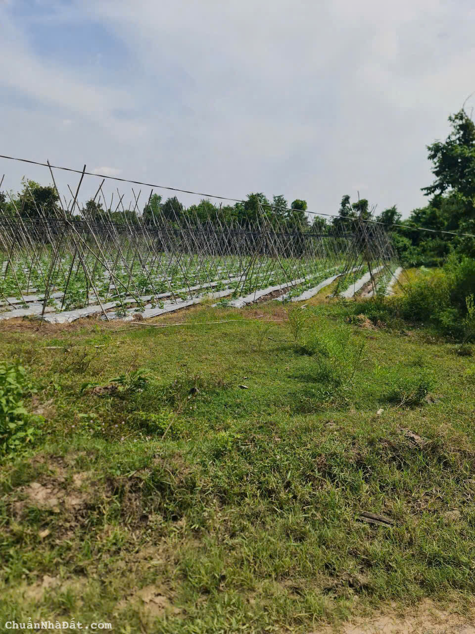 10260m2 đất thổ,vườn xã Tân Mỹ ,Đức Hòa ,giá 15 tỷ