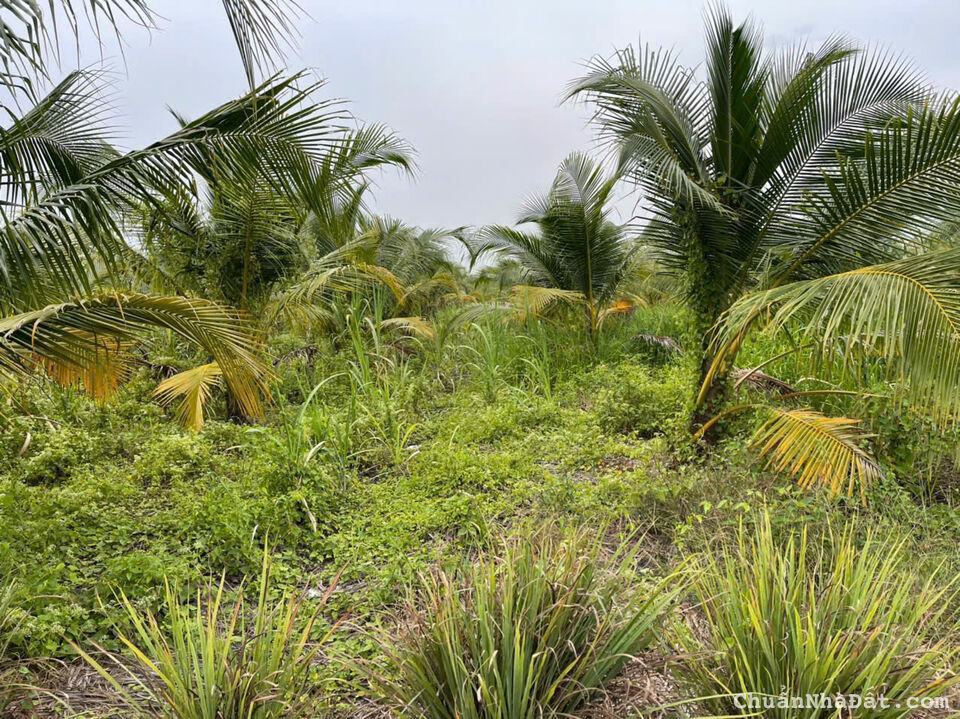 9164m2 đất vườn ấp 9 Lương Hòa,Bến Lức ,Long An giá 6,5 tỷ 9164m2 đất vườn ấp 9 Lương Hòa,Bến Lức ,Long An giá 6,5 tỷ