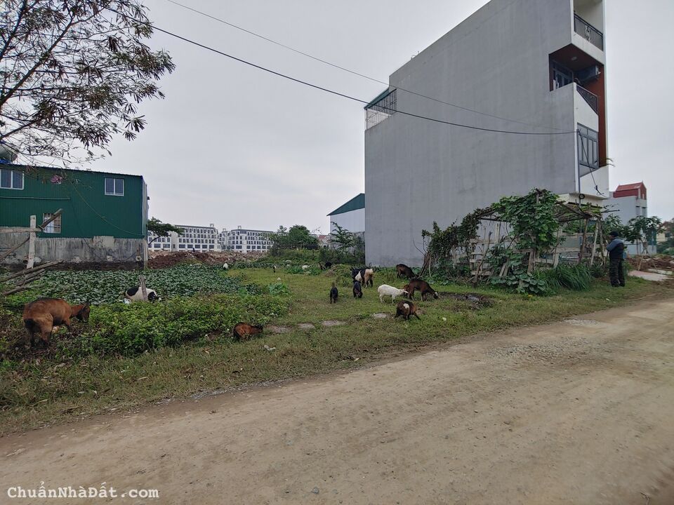 BÁN ĐẤT DỊCH VỤ YÊN VĨNH KIM CHUNG DIỆN TÍCH 52.8M2