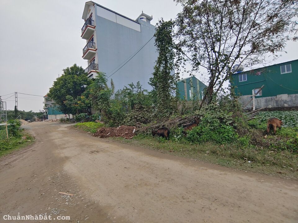 BÁN ĐẤT DỊCH VỤ YÊN VĨNH KIM CHUNG DIỆN TÍCH 52.8M2