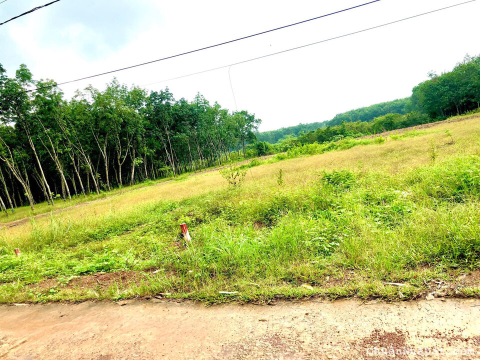 Bán đất Đồng Phú chính chủ, ngay UBND Tân Lợi, 6x50 thương lượng chính chủ