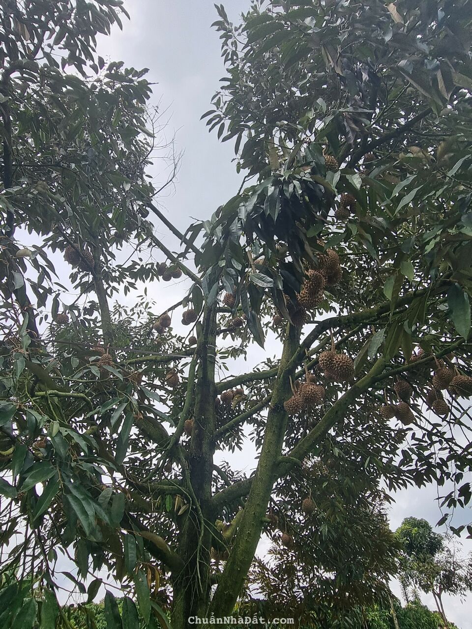 Đất nền tại bảo lộc.lâm đồng.giá 750tr/150m2