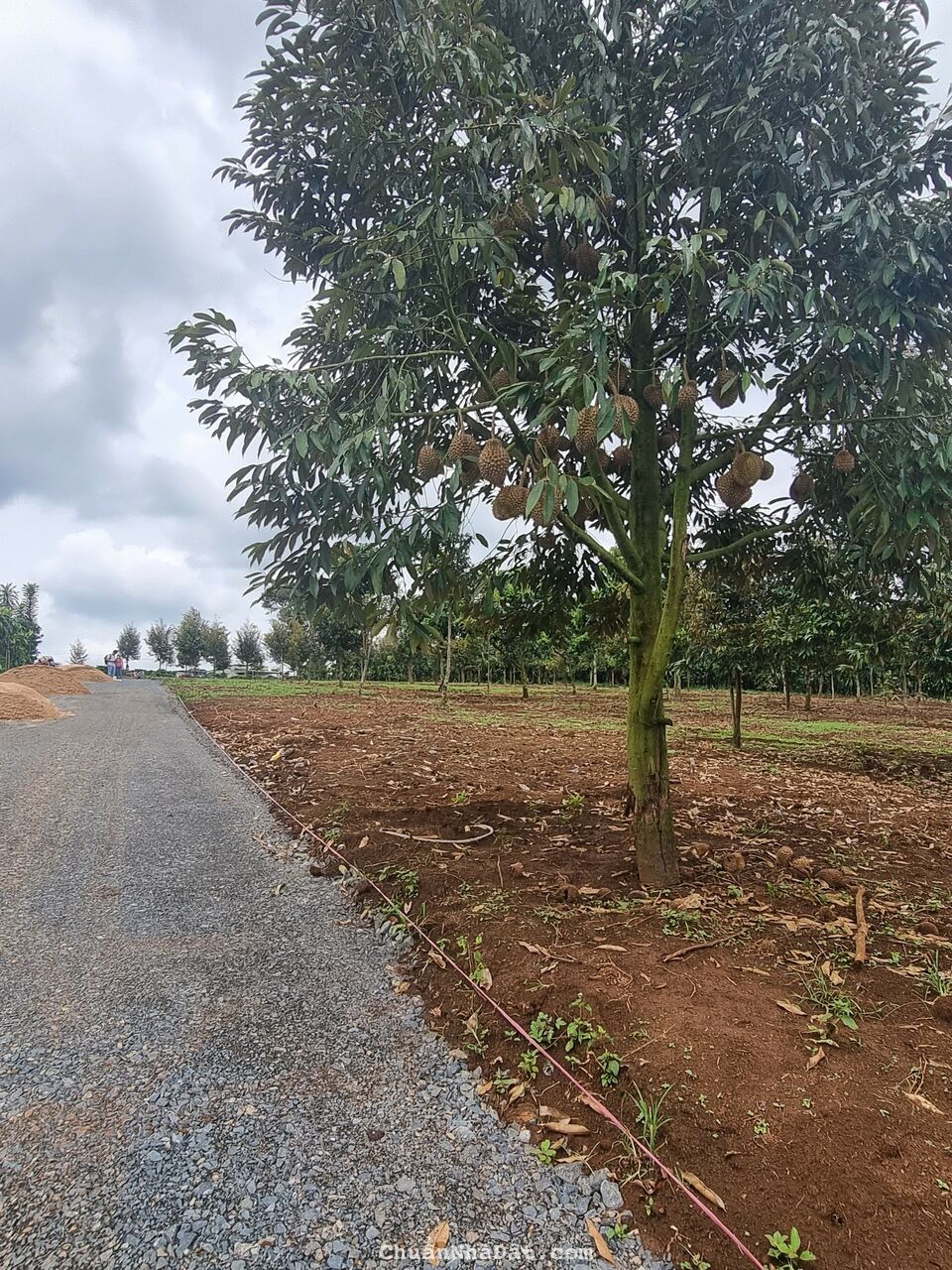 Đất nền tại bảo lộc.lâm đồng.giá 750tr/150m2