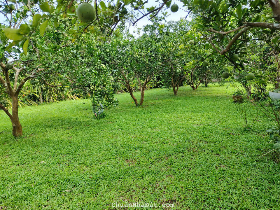 Khuôn viên sân vườn siêu xinh, yên bình, thoáng đẹp ở Cổ Đông, Sơn Tây, Hà Nội