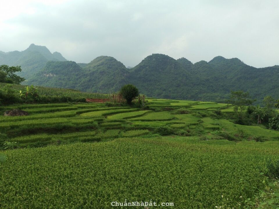 📣 VIEW RUỘNG BẬC THANG, KHÔNG KHÍ TRONG LÀNH, EM CÓ MẢNH 3469M2 TẠI KIM BÔI, HÒA BÌNH 