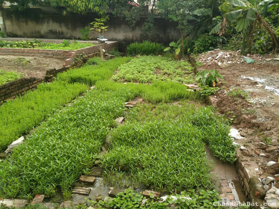 bán 100m đất phân lô - Kim Chung - Hoài Đức - mt 5m - ô tô tránh - giá 7,5 tỷ có th/lượng