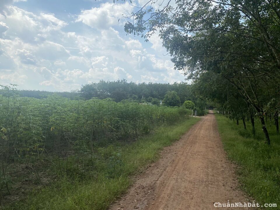 Cần bán lô đất ở xã Suối Dây, huyện Tân Châu, Tỉnh Tây Ninh, giá 720 triệu