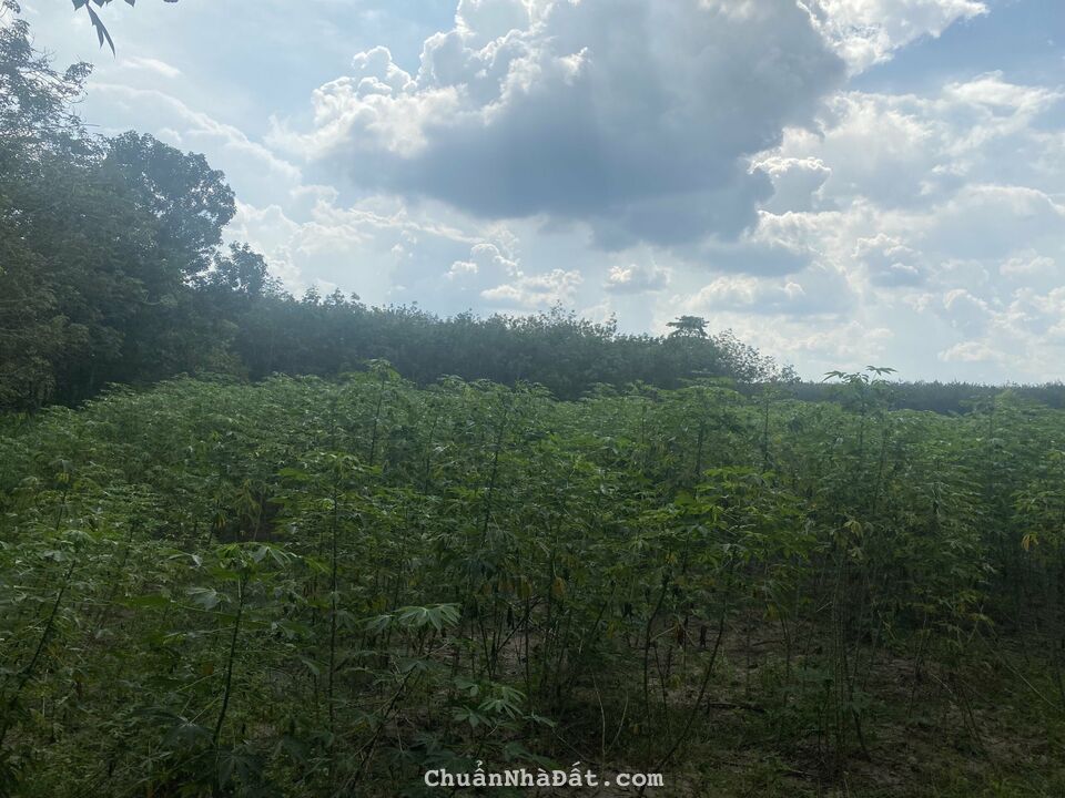 Cần bán lô đất ở xã Suối Dây, huyện Tân Châu, Tỉnh Tây Ninh, giá 720 triệu