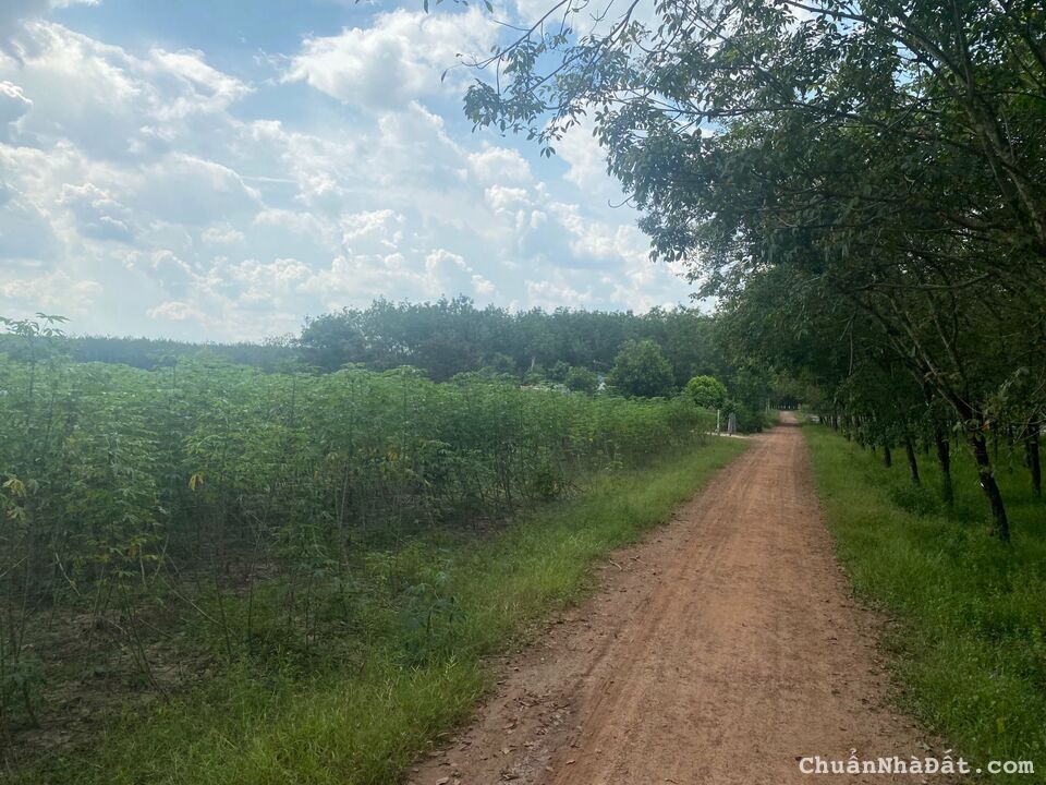 HOT HOT HOT !!!!!!!!!! Đất đầu tư tại Tân Châu – Tây Ninh.