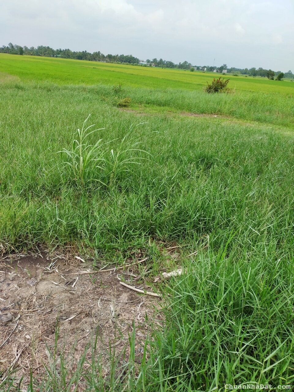 04-1022- 🏡🏡 THỔ CƯ 100% - BẾN LỨC - XE BEN TỚI NƠI - 5x22 - CHỈ 920 TR