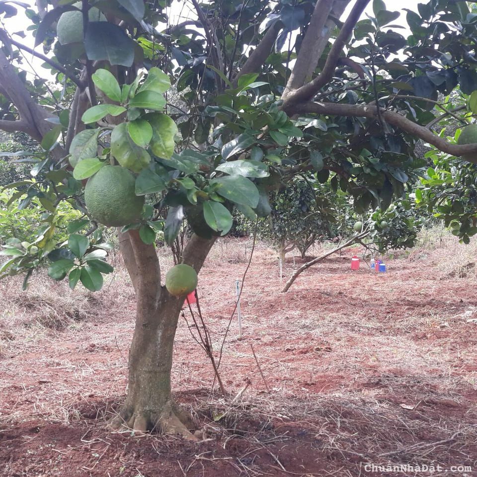 Bán Đất vườn bưởi hơn 1000m2, SHR, giá F0.