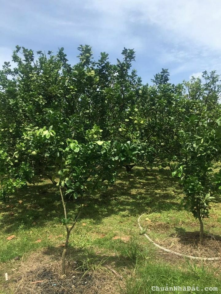 Đất vườn hơn 1000m2 ven trung tâm thành phố, tiện ích xung quanh đầy đủ, giá F0