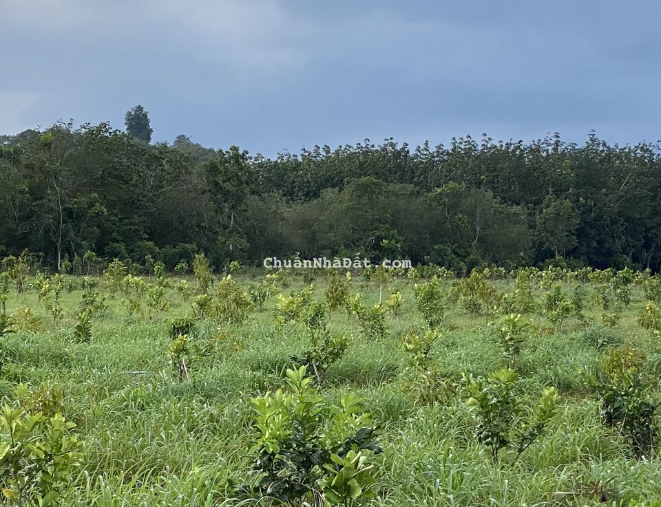 Bán Đất Khu Biển Lạc, Xã Gia An, Huyện Tánh Linh, Tỉnh Bình Thuận Bán Đất Khu Biển Lạc, Xã Gia An, Huyện Tánh Linh, Tỉnh Bình Thuận