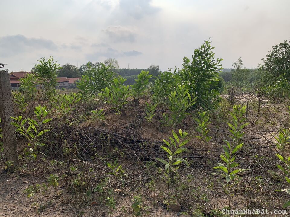 Bán 16,5x65 hẻm oto Trưng Trắc, Tân An,LaGi giá chỉ 170tr/m ngang