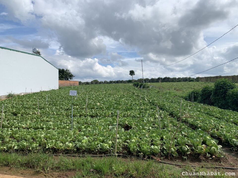 ĐẤT NGHỈ DƯỠNG THẾ DƯƠNG SIÊU ĐẸP, CÁCH QL 20 CHỈ 150, SẴN THỔ CƯ, SỔ HỒNG RIÊNG ! ĐỨC TRỌNG, ĐẤT NGHỈ DƯỠNG THẾ DƯƠNG SIÊU ĐẸP, CÁCH QL 20 CHỈ 150, SẴN THỔ CƯ, SỔ HỒNG RIÊNG ! ĐỨC TRỌNG,